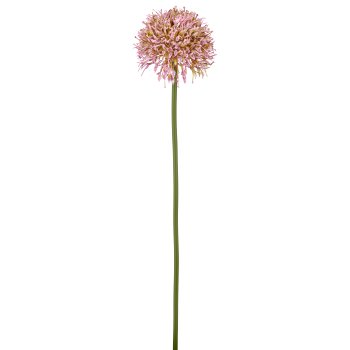 Allium, 45cm, rosa