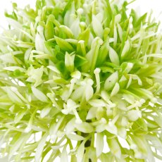 Allium, 45cm, weiß