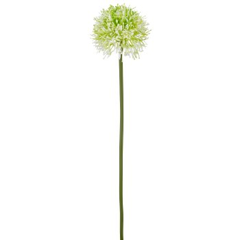 Allium, 45cm, weiß