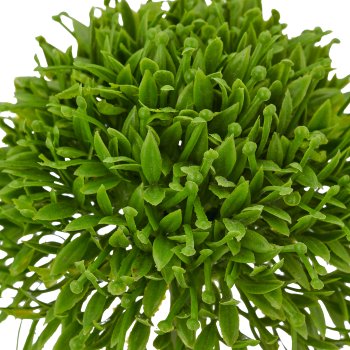 Allium, 45cm, grün