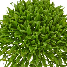 Allium, 45cm, grün