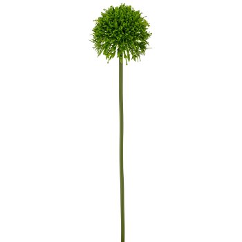 Allium, 45cm, grün