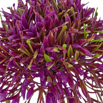 Allium, 45cm, lila