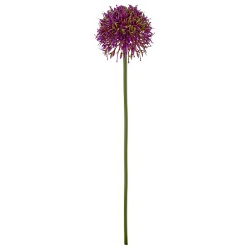 Allium, 45cm, lila