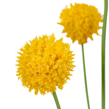 Graspedia x4, 30cm, yellow