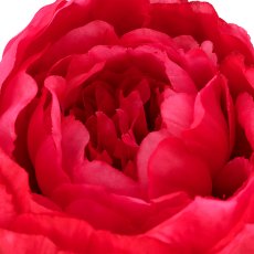 Peony branch x1, 51cm, pink
