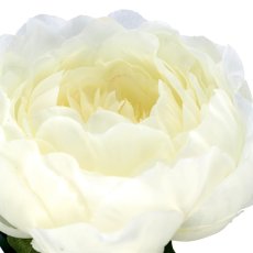Päonienzweig x1, 51cm, weiß