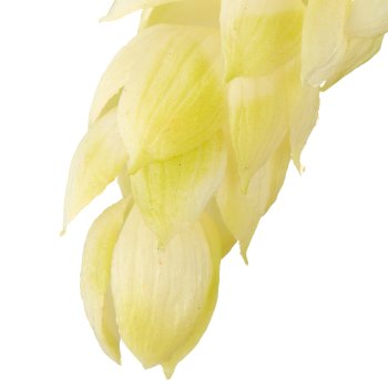 Hopfen, 107cm, weiß, Real Touch
