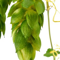 Hopfen, 107cm, grün, Real Touch