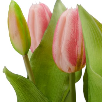 Tulpenbund x5, 32cm, rosa