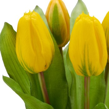 Tulpenbund x5, 32cm, gelb