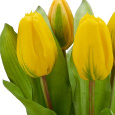 Tulpenbund x5, 32cm, gelb