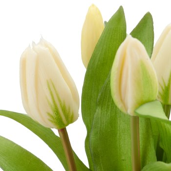 Tulpenbund x5, 32cm, weiß