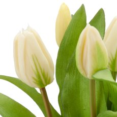 Tulpenbund x5, 32cm, weiß