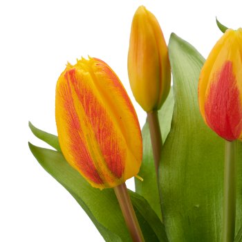 Tulip bunch x5, 32cm, orange