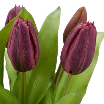 Tulpenbund x5, 32cm, lila