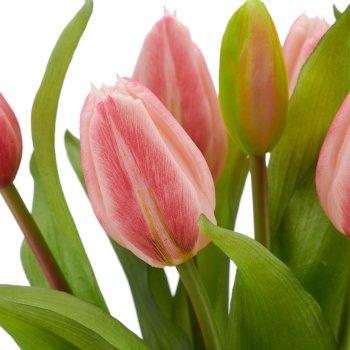 Tulip bunch x7, 32cm, pale pink