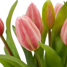 Tulip bunch x7, 32cm, pale pink