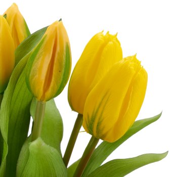 Tulpenbund x7, 32cm, gelb