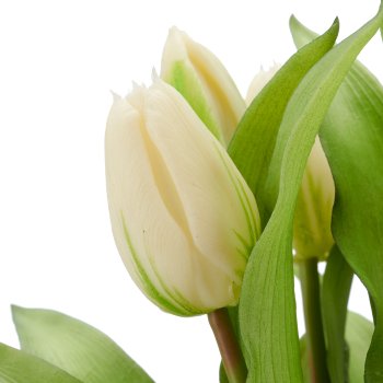Tulpenbund x7, 32cm, weiß