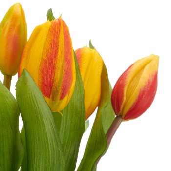 Tulpenbund x7, 32cm, orange