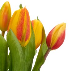 Tulpenbund x7, 32cm, orange