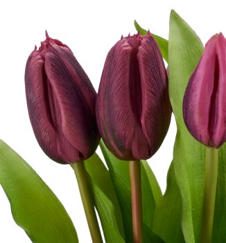 Tulpenbund x7, 32cm, lila