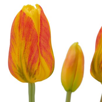 Tulpenbund x3, 41cm, orange