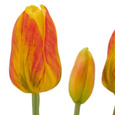 Tulpenbund x3, 41cm, orange