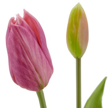 Tulpenbund x3, 41cm, helllila