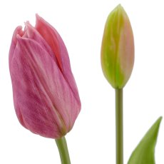 Tulpenbund x3, 41cm, helllila