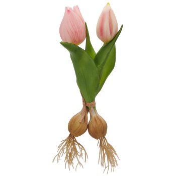 Tulpenbund x2 mit Zwiebeln, 21cm, rosa