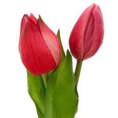 Tulpenbund x2 mit Zwiebeln, 21cm, pink