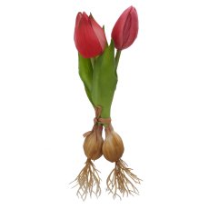 Tulpenbund x2 mit Zwiebeln, 21cm, pink