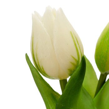 Tulpenbund x2 mit Zwiebeln, 21cm, weiß