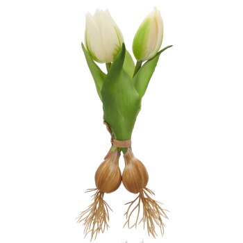 Tulpenbund x2 mit Zwiebeln, 21cm, weiß