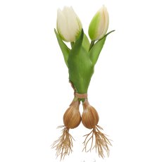 Tulpenbund x2 mit Zwiebeln, 21cm, weiß