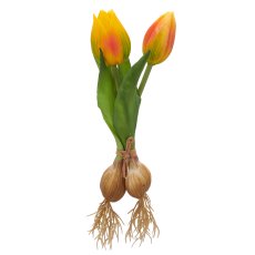 Tulpenbund x2 mit Zwiebeln, 21cm, orange