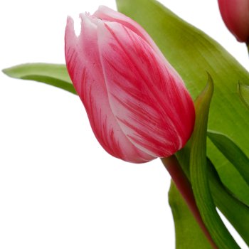 Tulpenbund x5 mit Zwiebeln, 40cm, pink