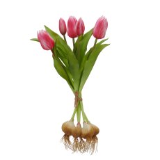Tulpenbund x5 mit Zwiebeln, 40cm, pink