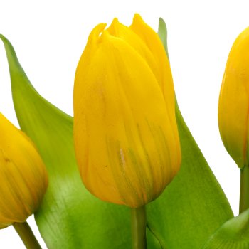 Tulip bunch x5 with bulbs, 40cm, yellow