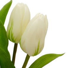 Tulpenbund x5 mit Zwiebeln, 40cm, weiß