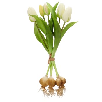 Tulpenbund x5 mit Zwiebeln, 40cm, weiß