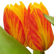 Tulpenbund x5 mit Zwiebeln, 40cm, orange