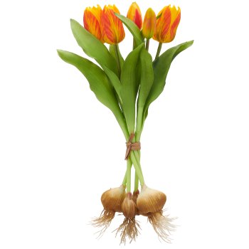 Tulpenbund x5 mit Zwiebeln, 40cm, orange