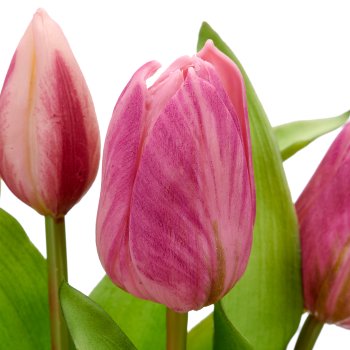 Tulpenbund x5 mit Zwiebeln, 40cm, helllila