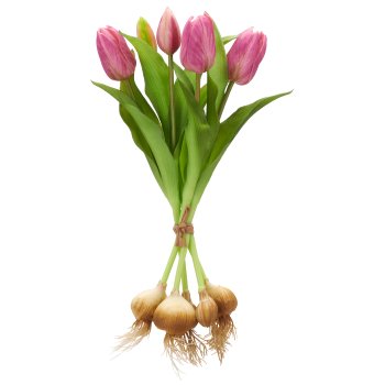 Tulpenbund x5 mit Zwiebeln, 40cm, helllila
