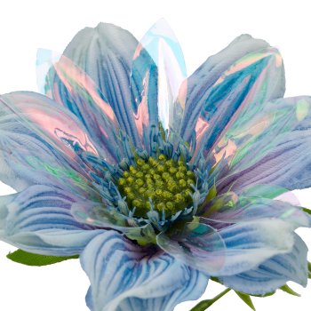 Margerite x2, 47cm, blau