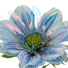 Margerite x2, 47cm, blau
