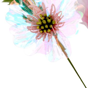 Cosmea x6, 76cm, rosa